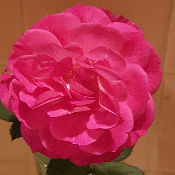 leewadi